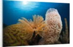 Fan Worm (Spirographis spallanzanii), Tube Sponge, and Brain Coral on a Coral Reef by Anonymous