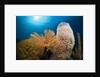 Fan Worm (Spirographis spallanzanii), Tube Sponge, and Brain Coral on a Coral Reef by Anonymous