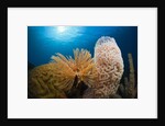 Fan Worm (Spirographis spallanzanii), Tube Sponge, and Brain Coral on a Coral Reef by Anonymous