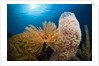 Fan Worm (Spirographis spallanzanii), Tube Sponge, and Brain Coral on a Coral Reef by Anonymous
