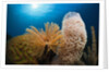 Fan Worm (Spirographis spallanzanii), Tube Sponge, and Brain Coral on a Coral Reef by Anonymous