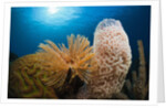 Fan Worm (Spirographis spallanzanii), Tube Sponge, and Brain Coral on a Coral Reef by Anonymous