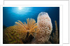 Fan Worm (Spirographis spallanzanii), Tube Sponge, and Brain Coral on a Coral Reef by Anonymous