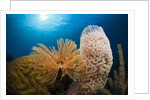 Fan Worm (Spirographis spallanzanii), Tube Sponge, and Brain Coral on a Coral Reef by Anonymous