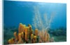 Yellow Tube Sponges in Coral Reef by Anonymous