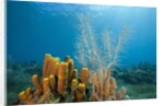 Yellow Tube Sponges in Coral Reef by Anonymous