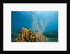 Yellow Tube Sponges in Coral Reef by Anonymous
