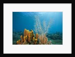 Yellow Tube Sponges in Coral Reef by Anonymous