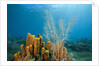 Yellow Tube Sponges in Coral Reef by Anonymous