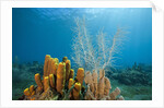 Yellow Tube Sponges in Coral Reef by Anonymous