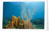 Yellow Tube Sponges in Coral Reef by Anonymous