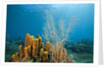 Yellow Tube Sponges in Coral Reef by Anonymous