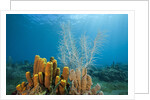Yellow Tube Sponges in Coral Reef by Anonymous