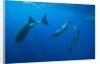 Social behavior of Sperm Whale by Anonymous