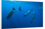 Social behavior of Sperm Whale by Anonymous