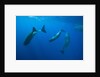Social behavior of Sperm Whale by Anonymous