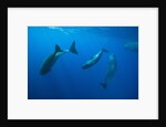 Social behavior of Sperm Whale by Anonymous