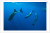 Social behavior of Sperm Whale by Anonymous