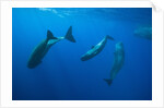 Social behavior of Sperm Whale by Anonymous