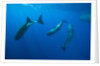 Social behavior of Sperm Whale by Anonymous