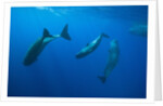 Social behavior of Sperm Whale by Anonymous