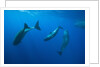 Social behavior of Sperm Whale by Anonymous