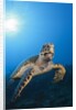 Hawksbill Turtle by Anonymous