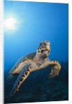 Hawksbill Turtle by Anonymous