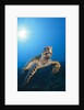 Hawksbill Turtle by Anonymous