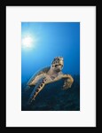 Hawksbill Turtle by Anonymous