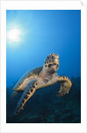 Hawksbill Turtle by Anonymous