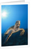 Hawksbill Turtle by Anonymous