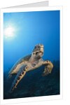 Hawksbill Turtle by Anonymous