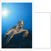 Hawksbill Turtle by Anonymous