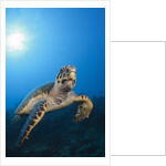 Hawksbill Turtle by Anonymous