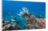 Invasive Lionfish by Anonymous
