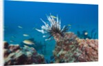 Invasive Lionfish by Anonymous