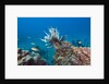 Invasive Lionfish by Anonymous