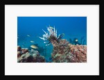 Invasive Lionfish by Anonymous