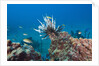 Invasive Lionfish by Anonymous
