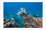 Invasive Lionfish by Anonymous