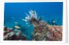 Invasive Lionfish by Anonymous