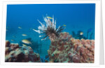 Invasive Lionfish by Anonymous