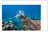 Invasive Lionfish by Anonymous