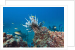 Invasive Lionfish by Anonymous