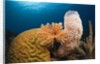 Caribbean Coral Reef by Anonymous