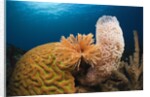 Caribbean Coral Reef by Anonymous