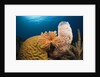 Caribbean Coral Reef by Anonymous
