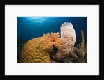 Caribbean Coral Reef by Anonymous