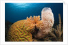 Caribbean Coral Reef by Anonymous